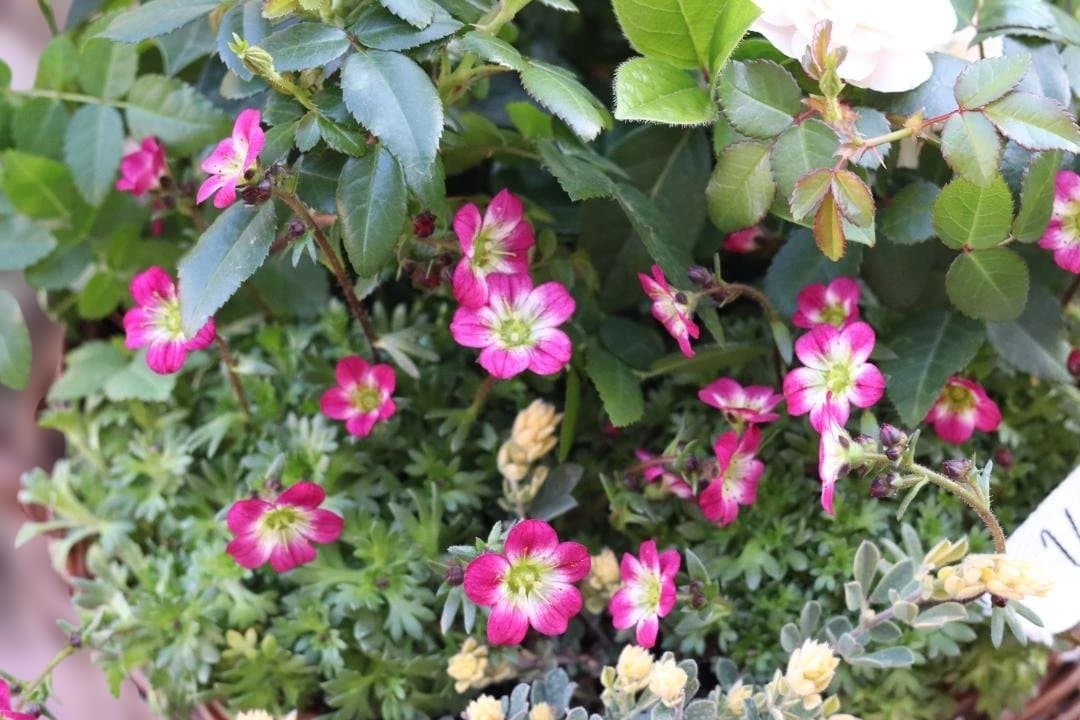 手つき籠の寄せ植え　グリーンアイス