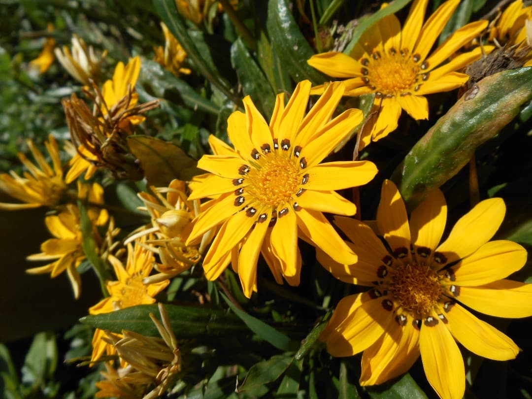 実写美⭕️美品【一部不良_動作確認済】Nikon COOLPIX S3500