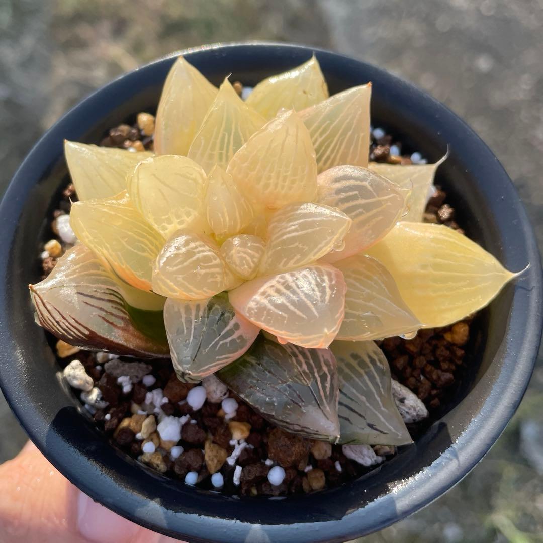 大窓大紫水晶オブツーサ錦　糊斑