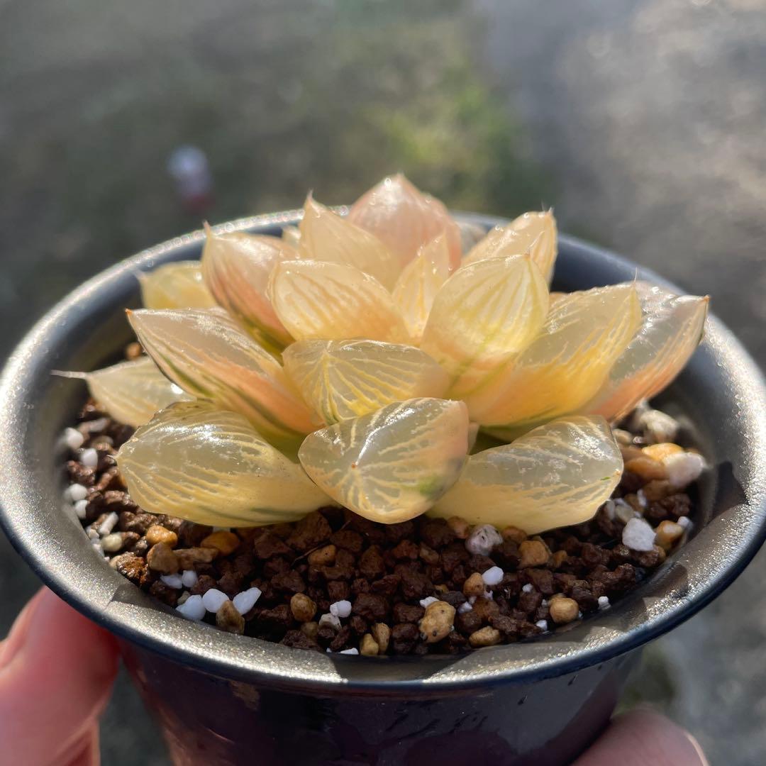 大窓大紫水晶オブツーサ錦　糊斑