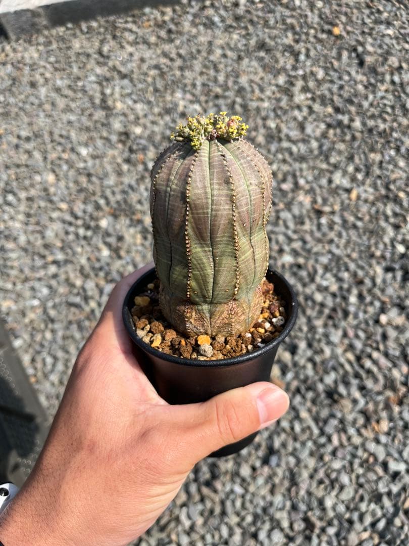 ユーフォルビア　オベサ