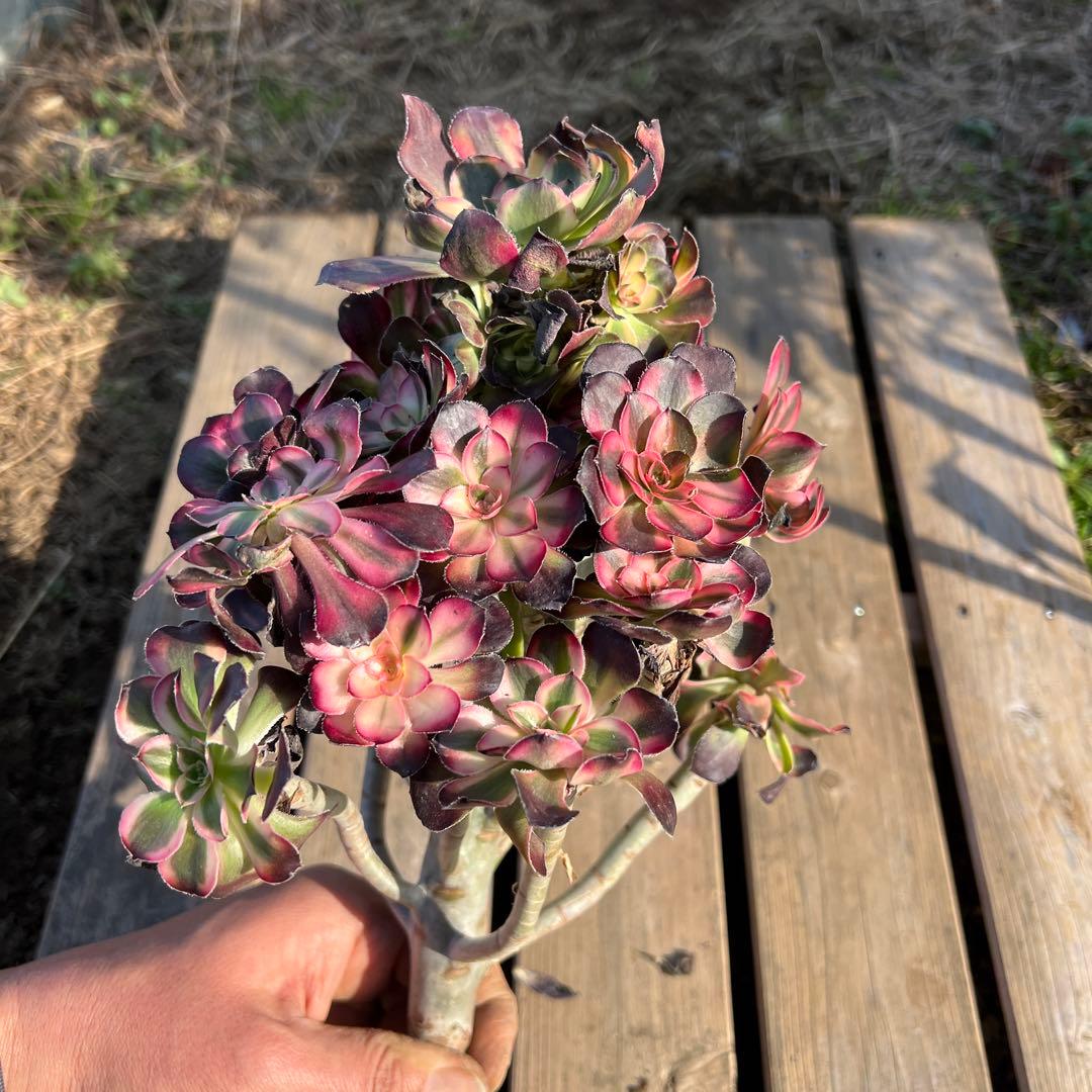 多肉植物アエオニウム花蝴蝶法師錦（発根期）