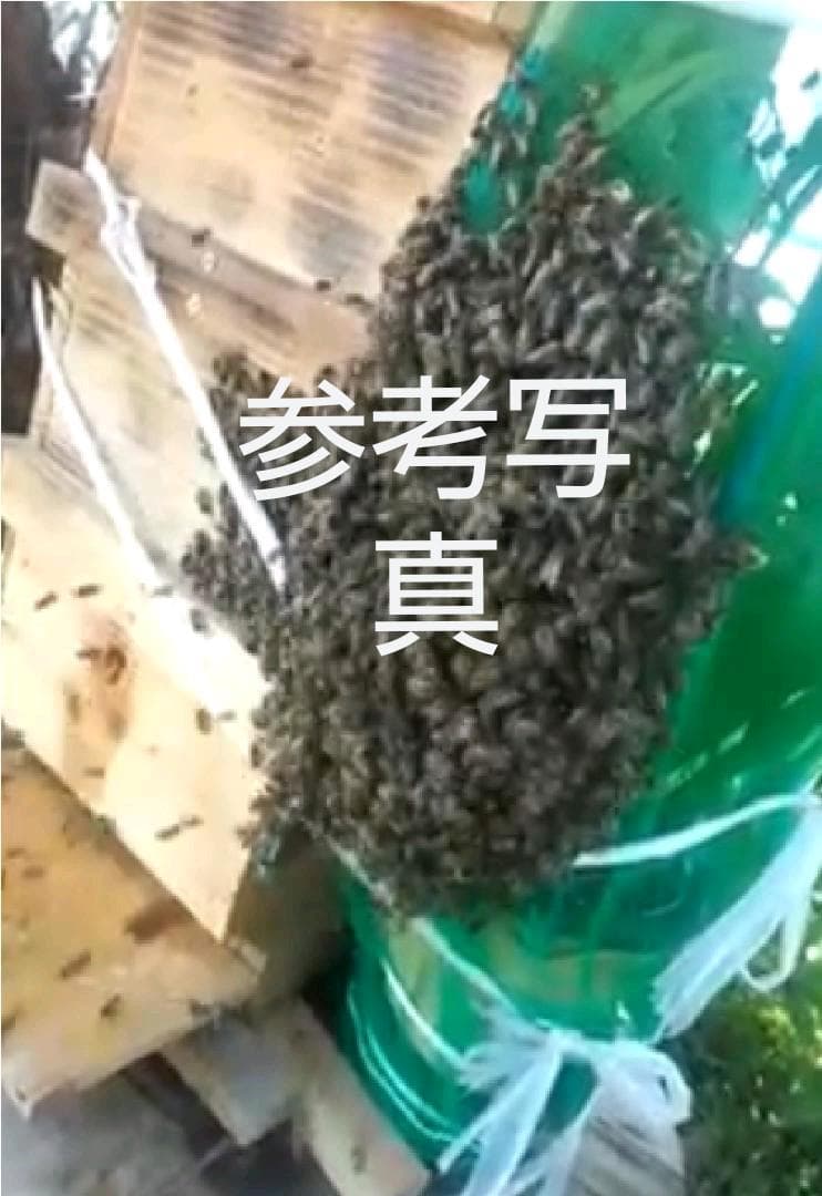 日本蜜蜂巣箱　九州より分蜂北上中！！　813