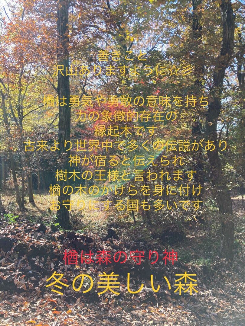 希少部位＊鮮やかな年輪ふたつ！天然楢【森と大自然の切り株ちゃぶ台】テーブル＊座卓