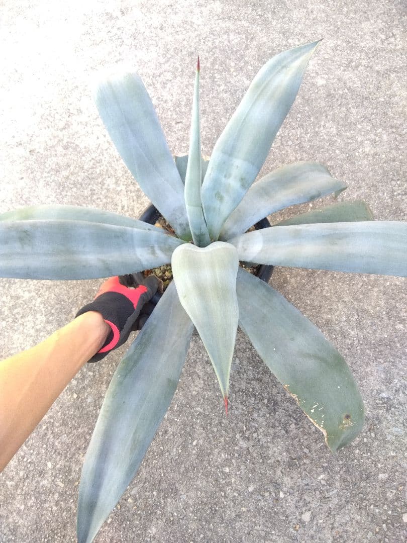 アガベ　ウェベリー　大株80センチ❗耐寒強❗
