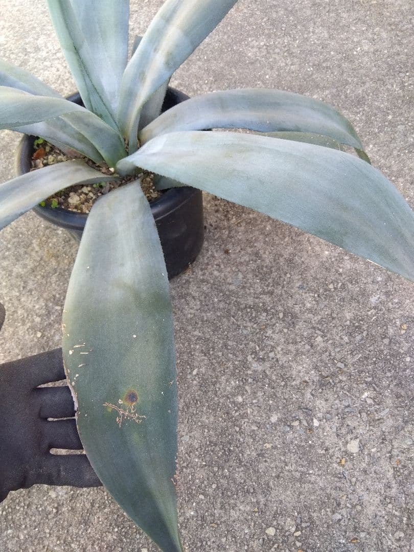 アガベ　ウェベリー　大株80センチ❗耐寒強❗