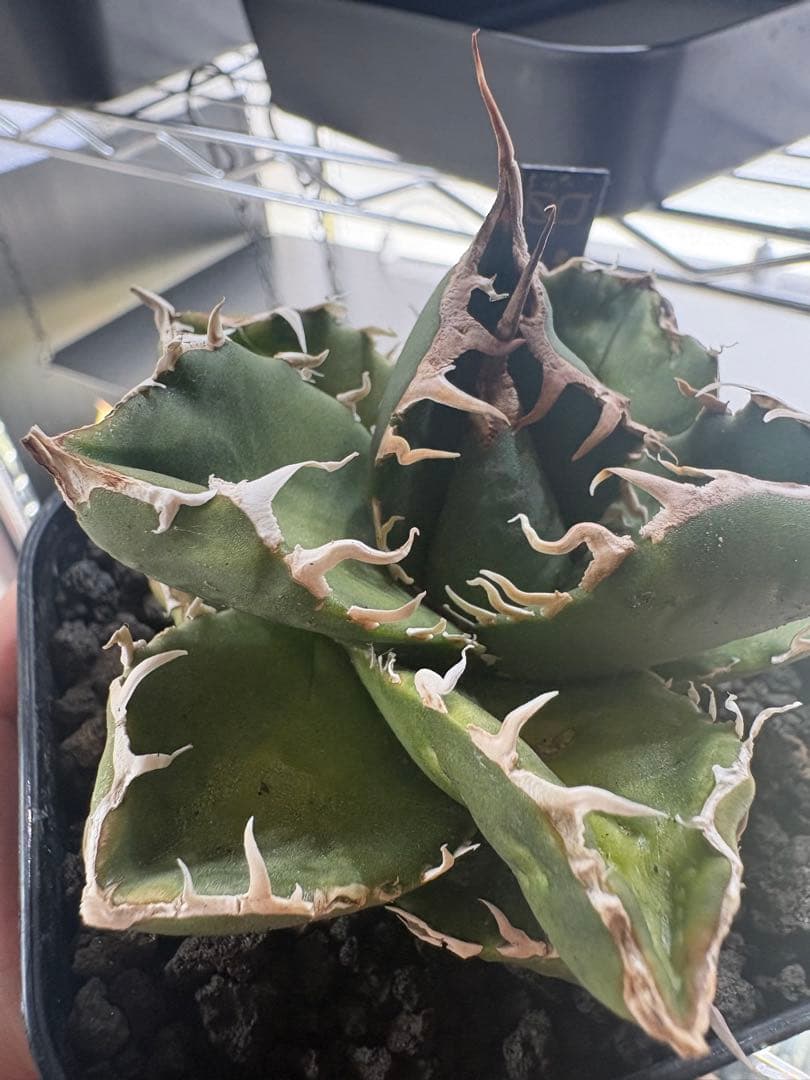 アガベ dennis007 ギドラ