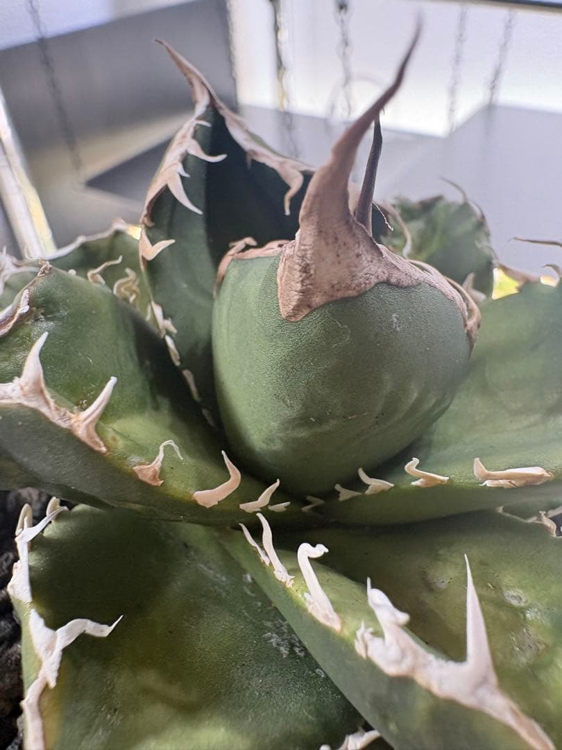 アガベ dennis007 ギドラ