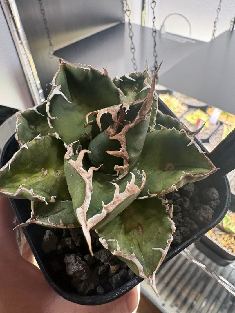 アガベ dennis007 ギドラ