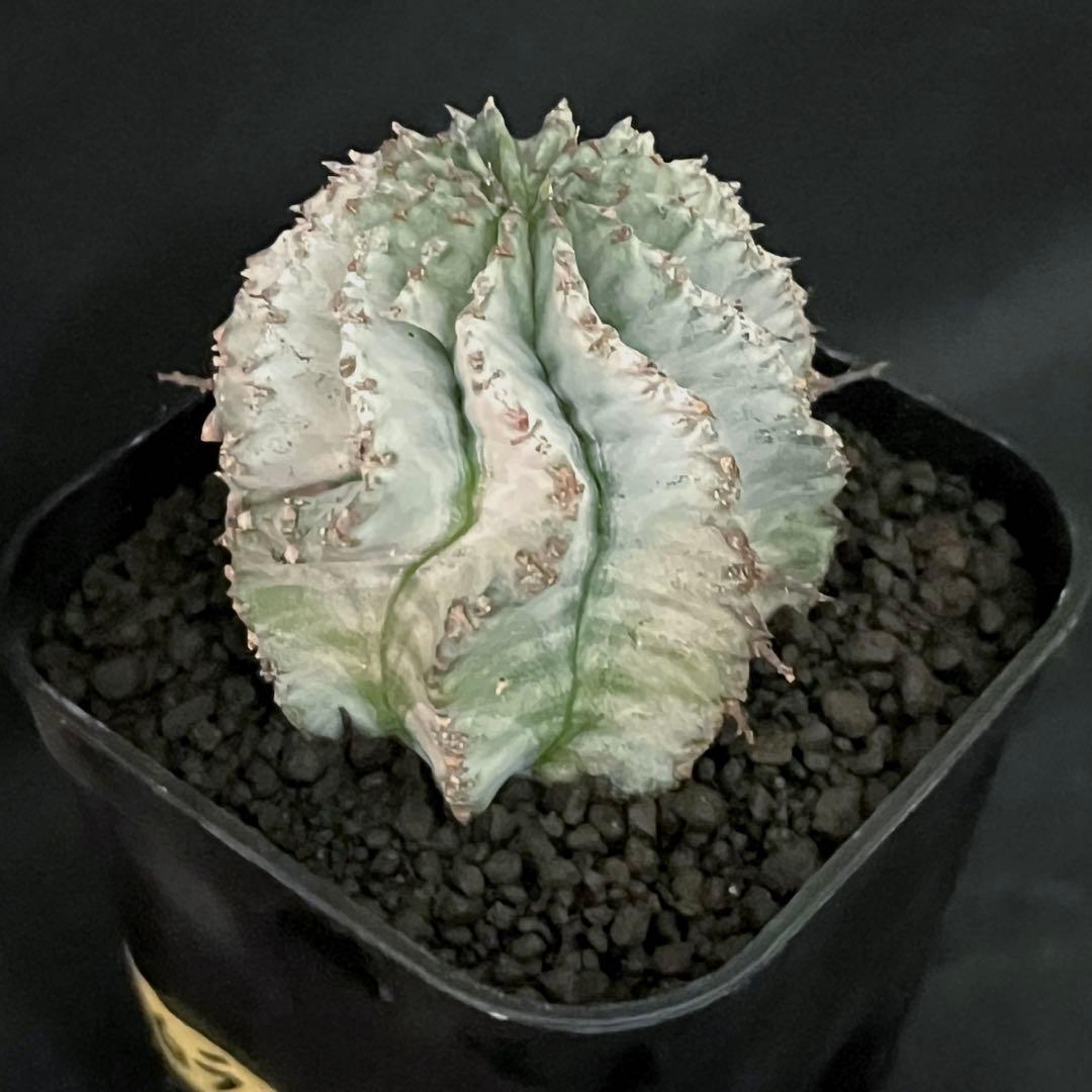 ユーフォルビアホリダ 特白螺旋 大サイズカキ子