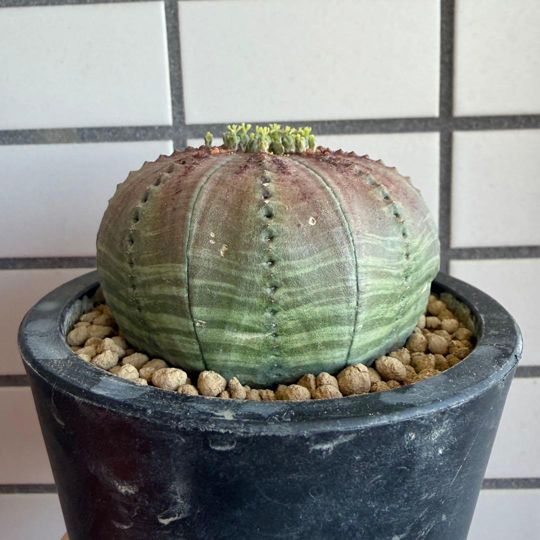 ④ ユーフォルビア オベサ 実生選抜 錆色アロータイプ