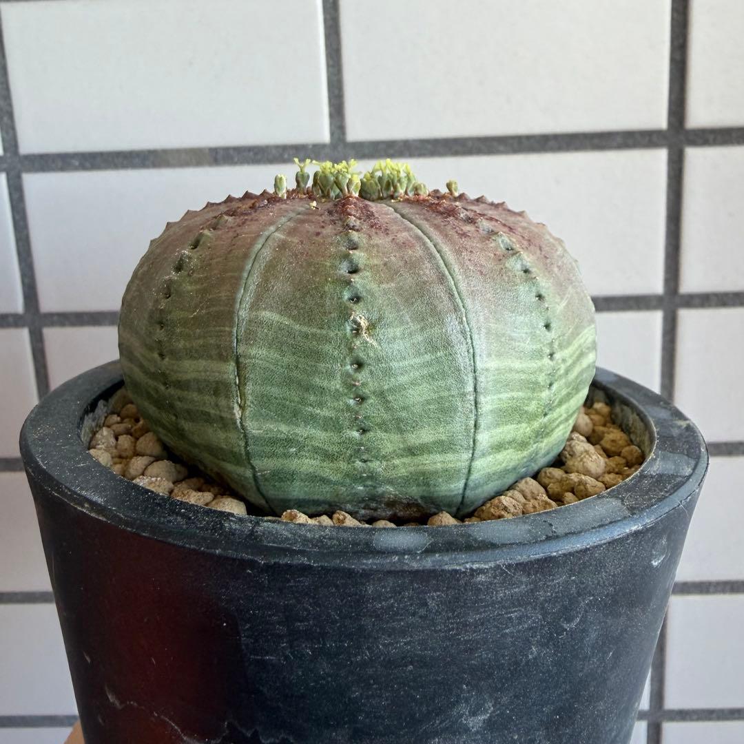 ④ ユーフォルビア オベサ 実生選抜 錆色アロータイプ