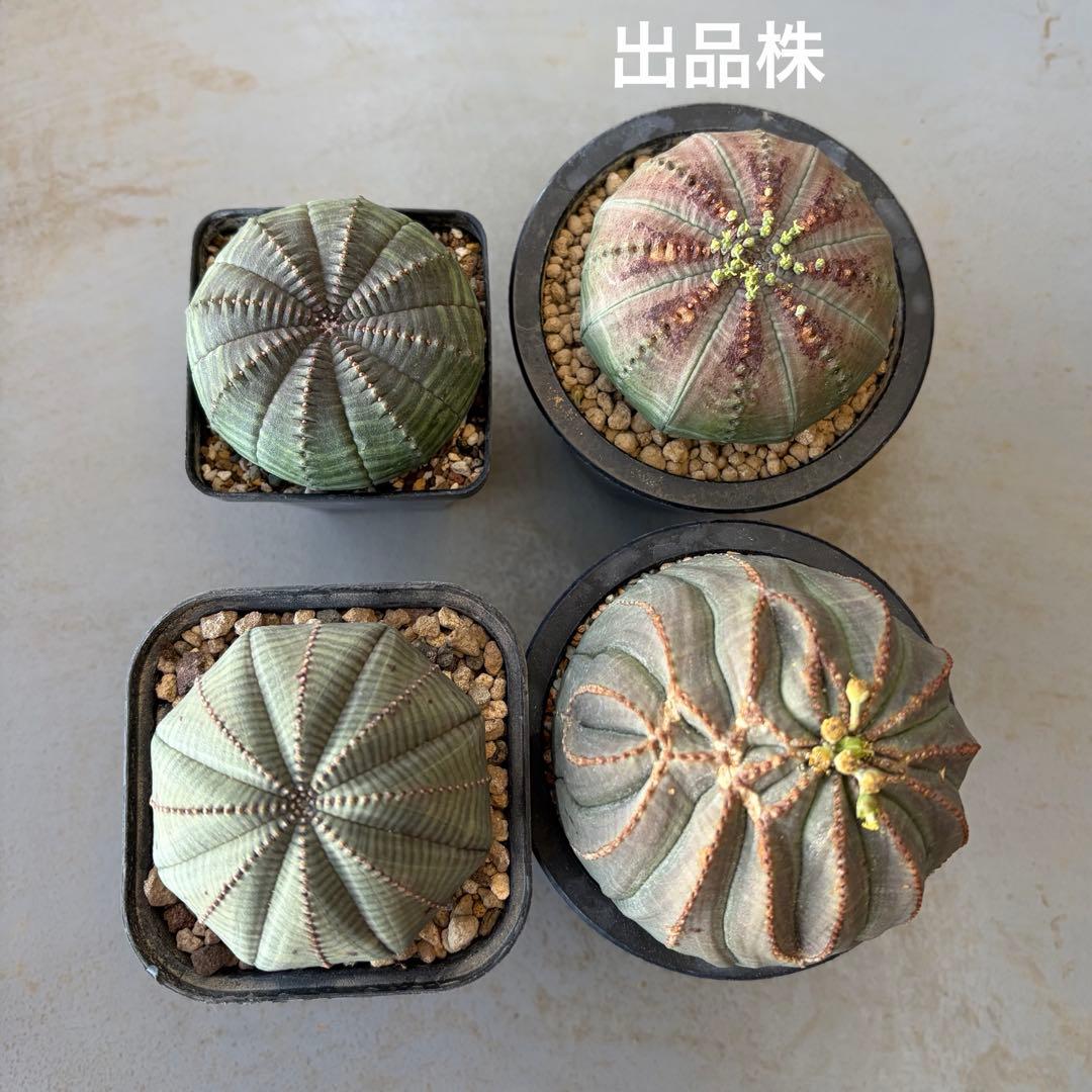 ④ ユーフォルビア オベサ 実生選抜 錆色アロータイプ