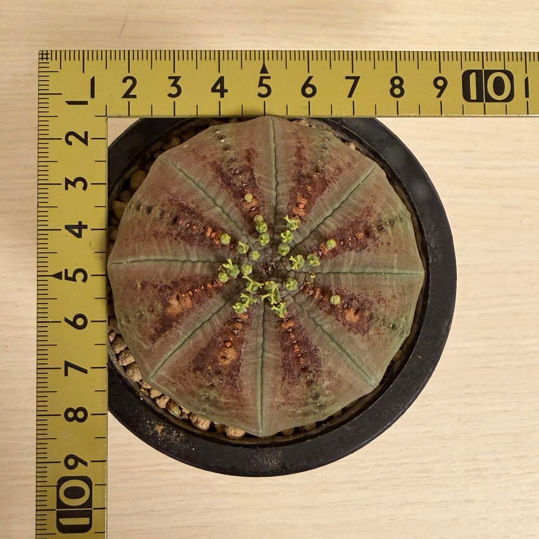 ④ ユーフォルビア オベサ 実生選抜 錆色アロータイプ