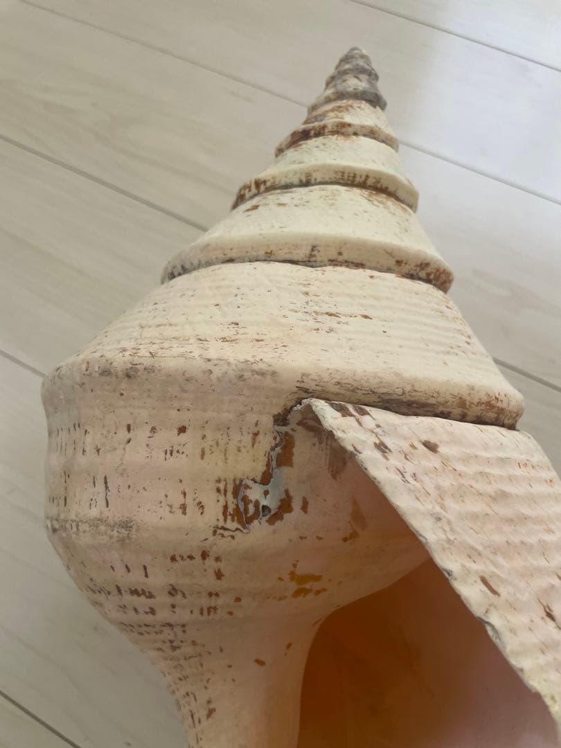 【天然法螺貝 】50cm ／2.4キロ　ホラ貝 貝殻 大きい　インテリア