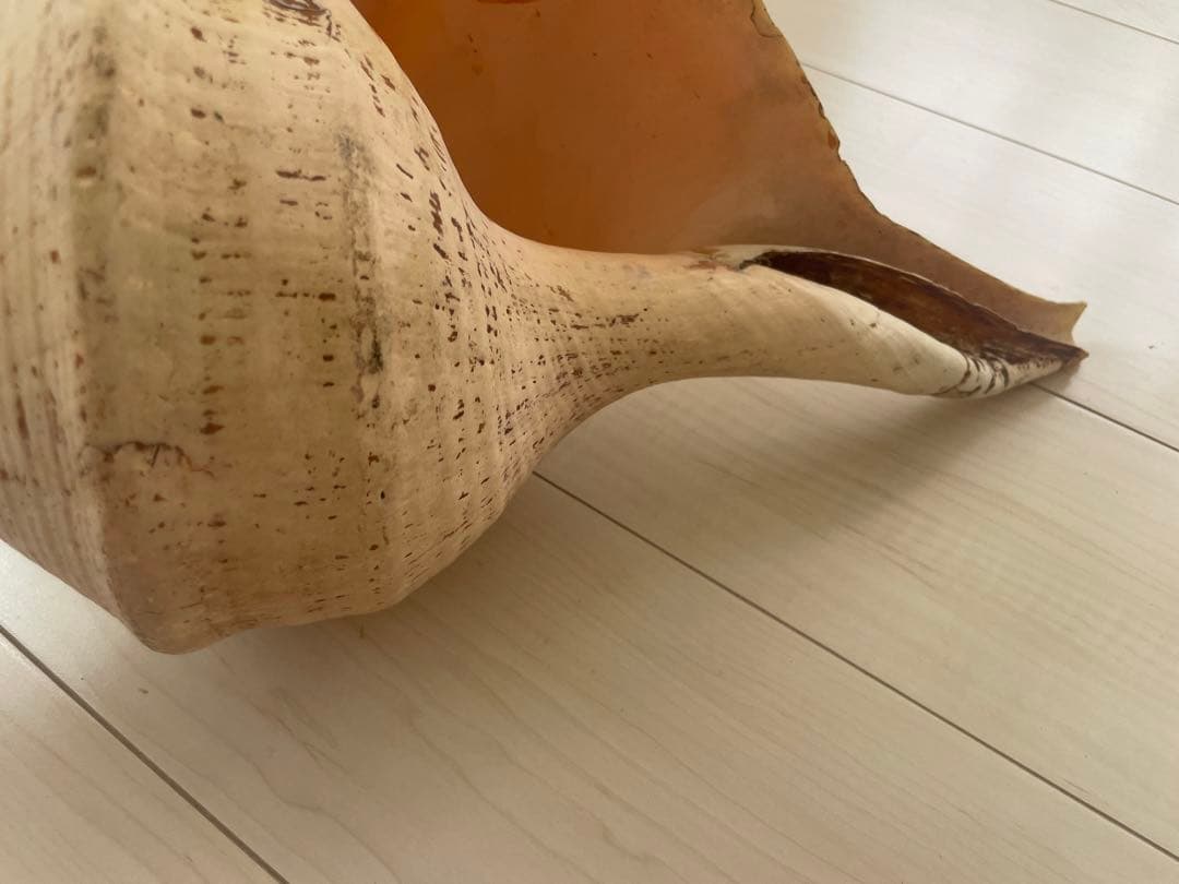 【天然法螺貝 】50cm ／2.4キロ　ホラ貝 貝殻 大きい　インテリア