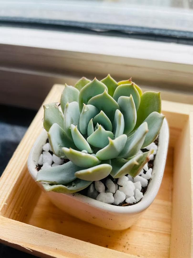 多肉植物 セット 赤紫色 青緑色 紫色