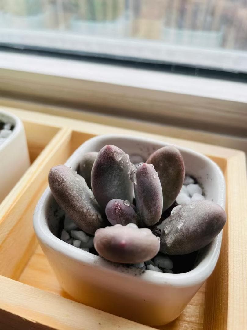 多肉植物 セット 赤紫色 青緑色 紫色