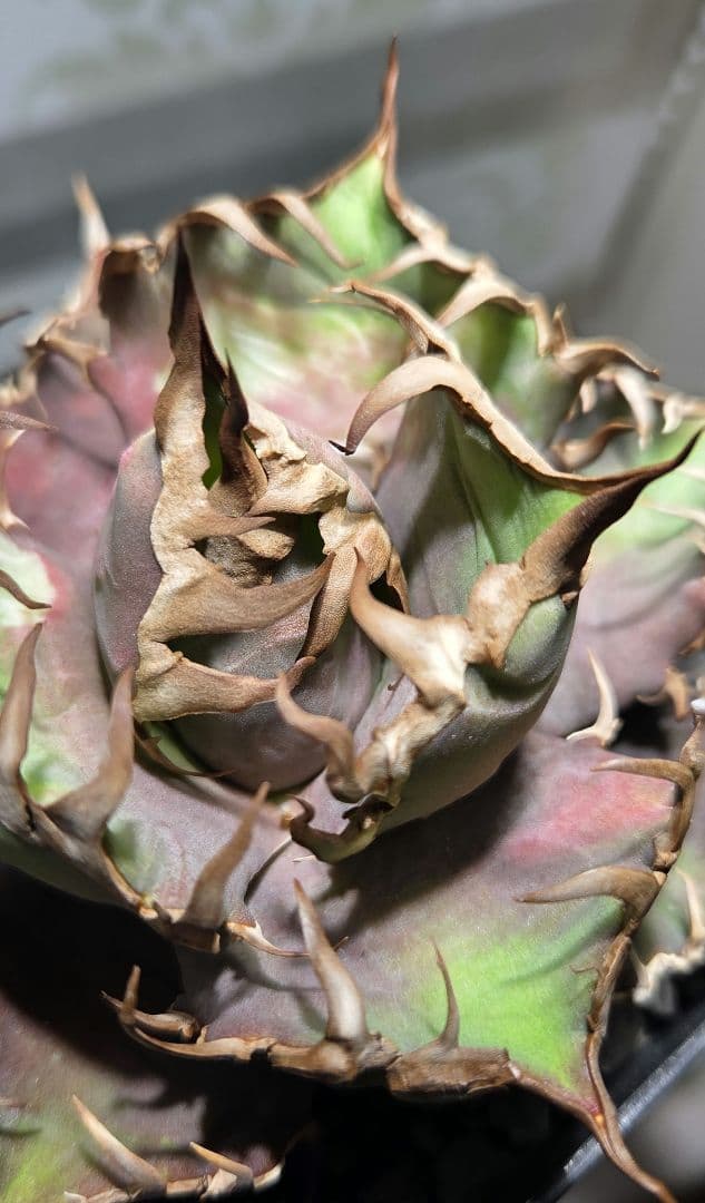 アガベ　オアハカ・ベイビーズ　プランツレター