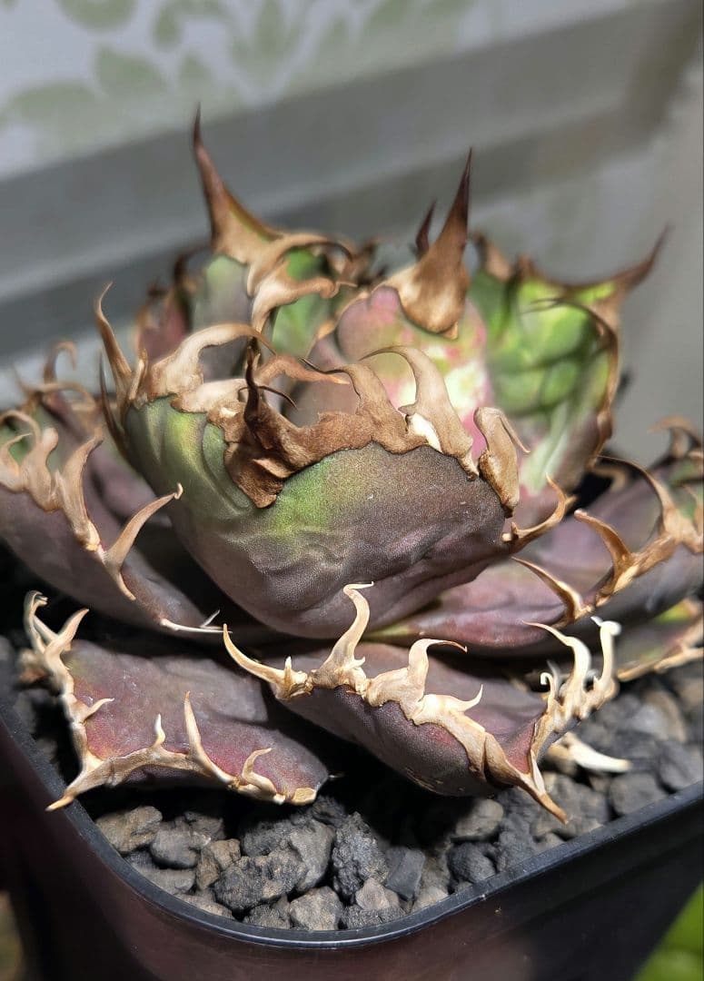 アガベ　オアハカ・ベイビーズ　プランツレター