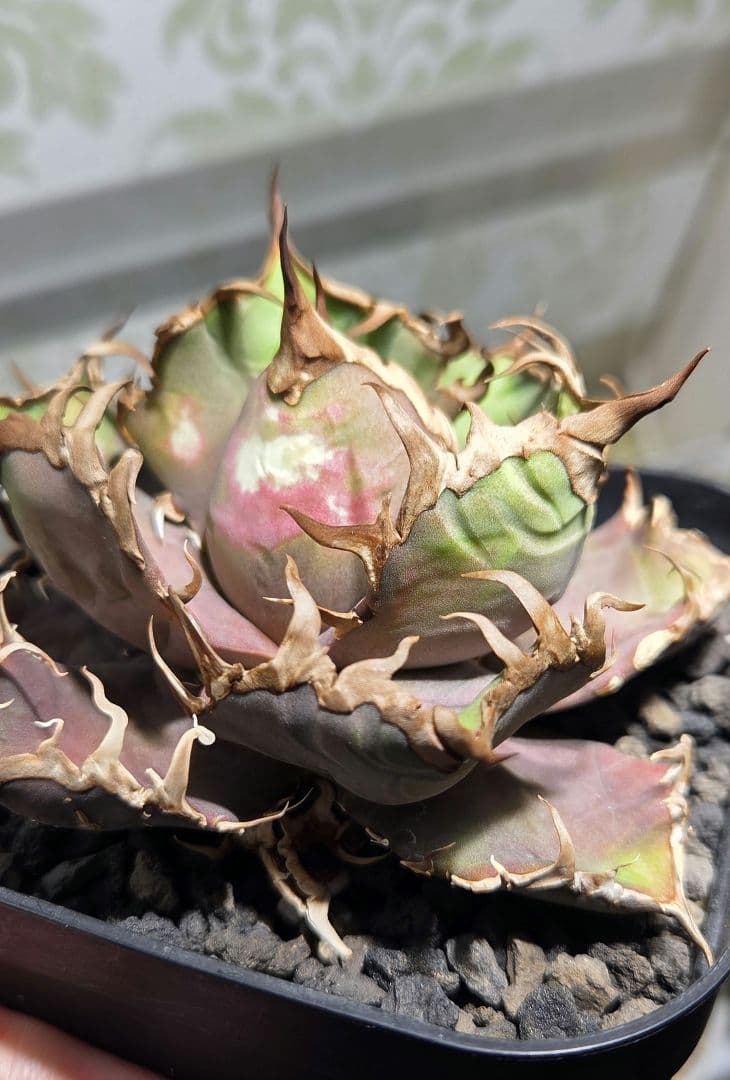 アガベ　オアハカ・ベイビーズ　プランツレター