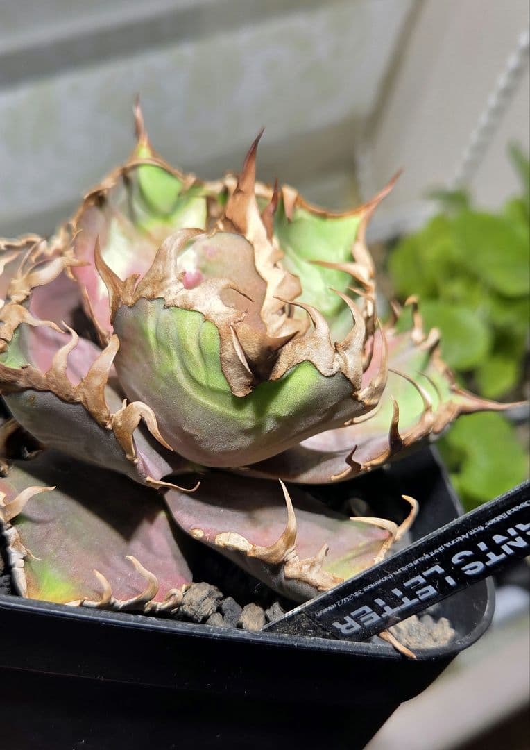 アガベ　オアハカ・ベイビーズ　プランツレター