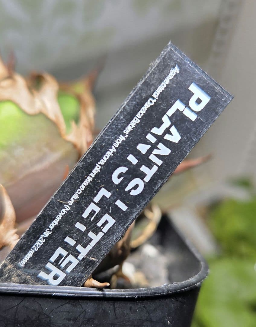 アガベ　オアハカ・ベイビーズ　プランツレター