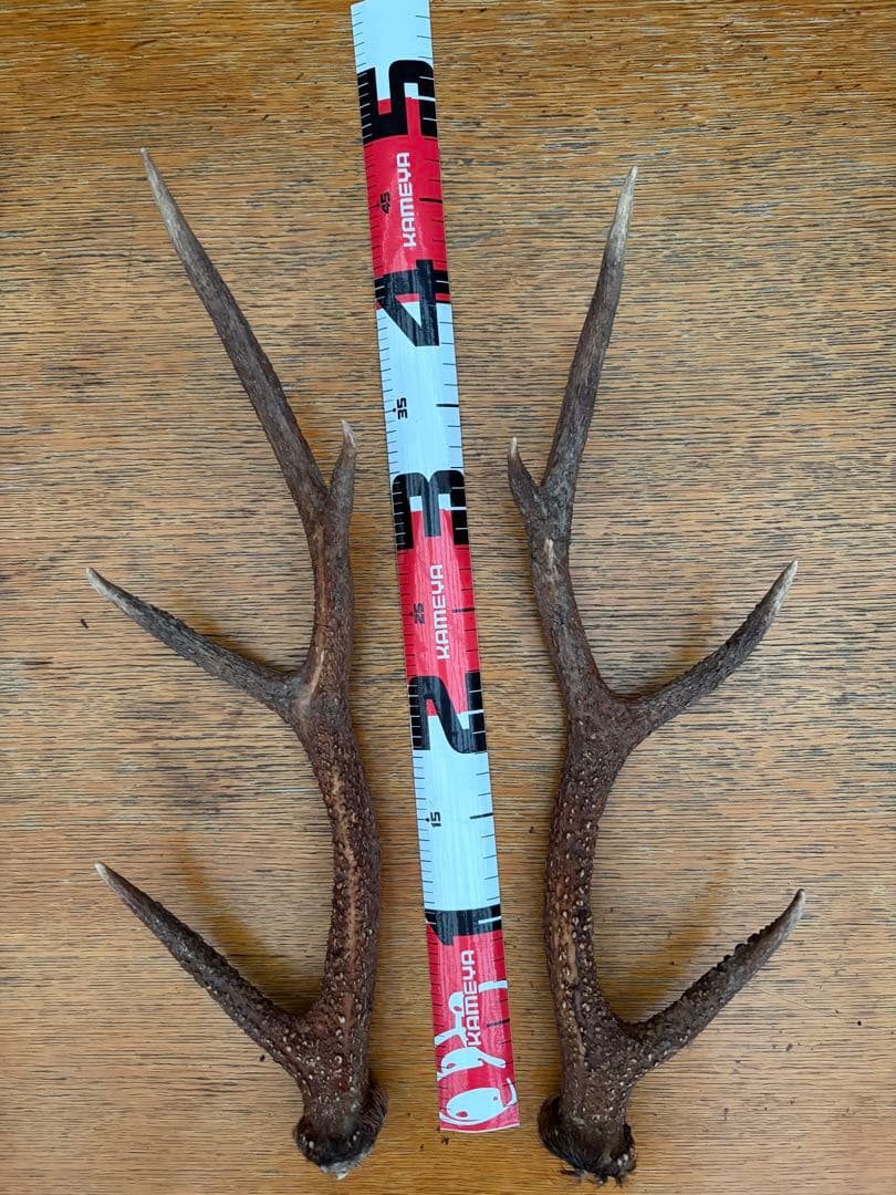 鹿の角 鹿角 34本　インテリア 犬 おもちゃ