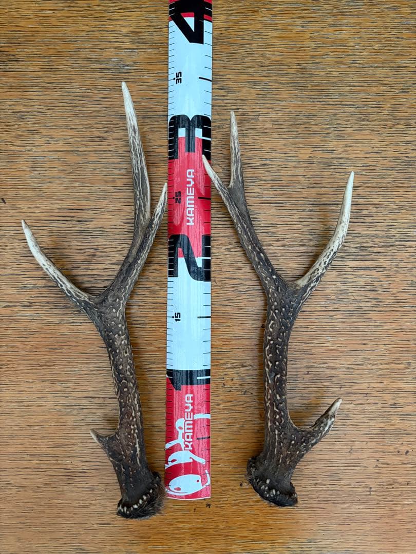 鹿の角 鹿角 34本　インテリア 犬 おもちゃ