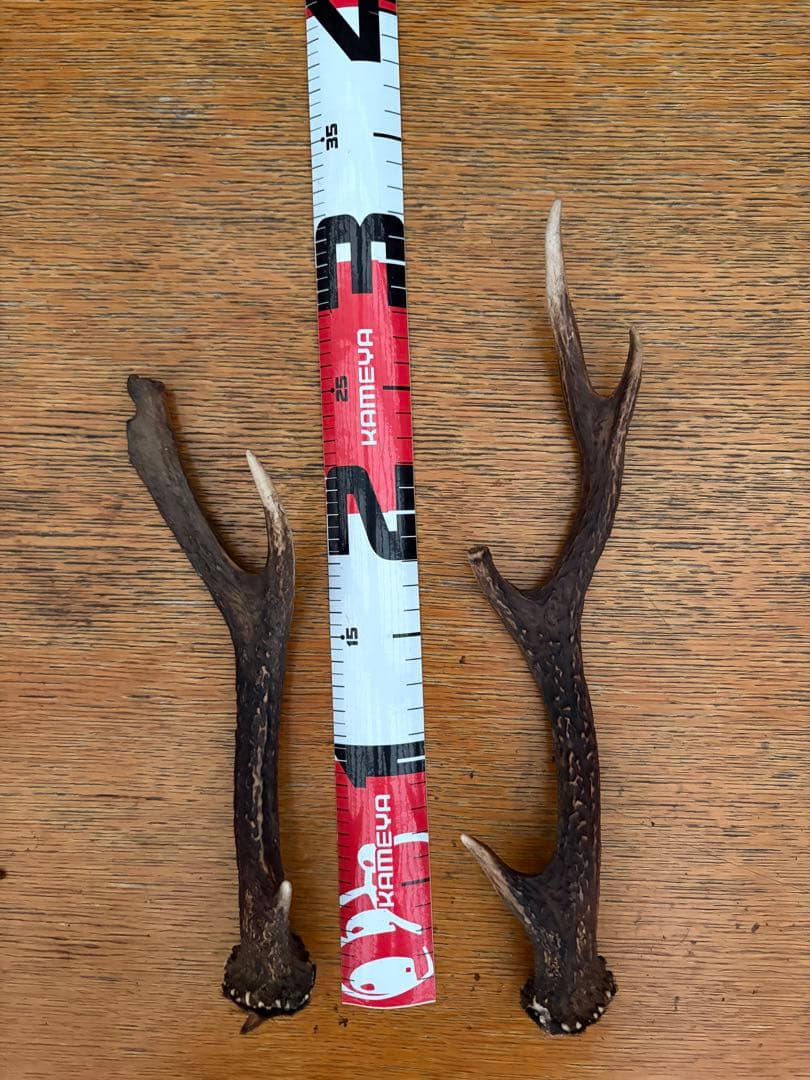 鹿の角 鹿角 34本　インテリア 犬 おもちゃ