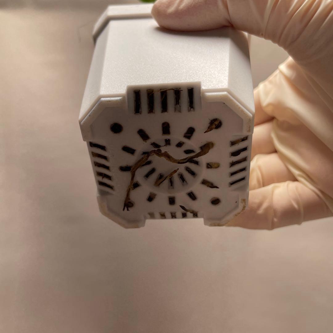 瀬*里様 Q526品種保証！斑入り保証！Bulbasaurモンステラ バルバソー