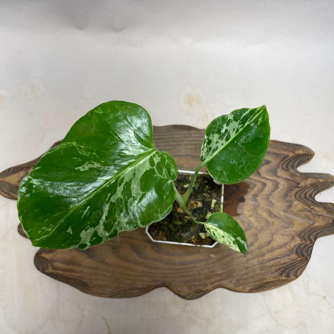 瀬*里様 Q526品種保証！斑入り保証！Bulbasaurモンステラ バルバソー