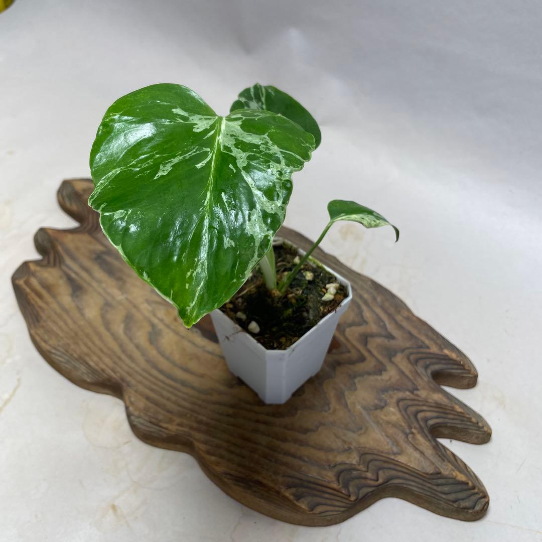 瀬*里様 Q526品種保証！斑入り保証！Bulbasaurモンステラ バルバソー