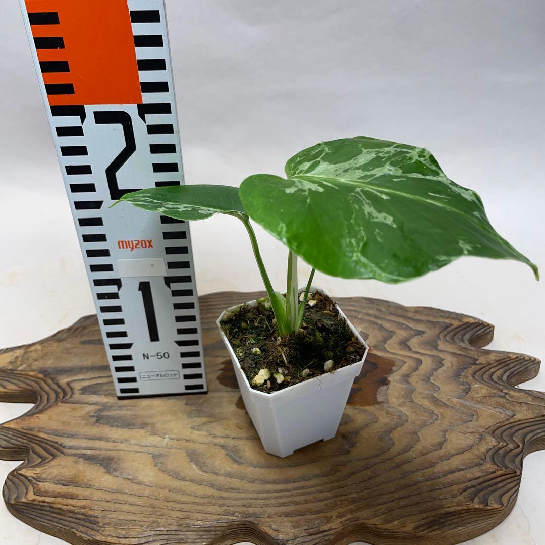 瀬*里様 Q526品種保証！斑入り保証！Bulbasaurモンステラ バルバソー