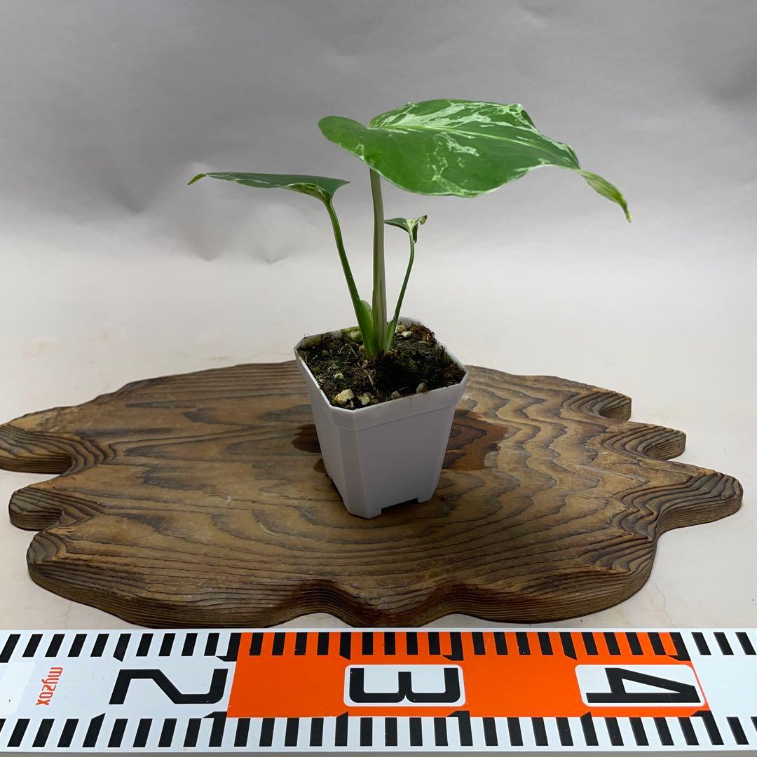 瀬*里様 Q526品種保証！斑入り保証！Bulbasaurモンステラ バルバソー