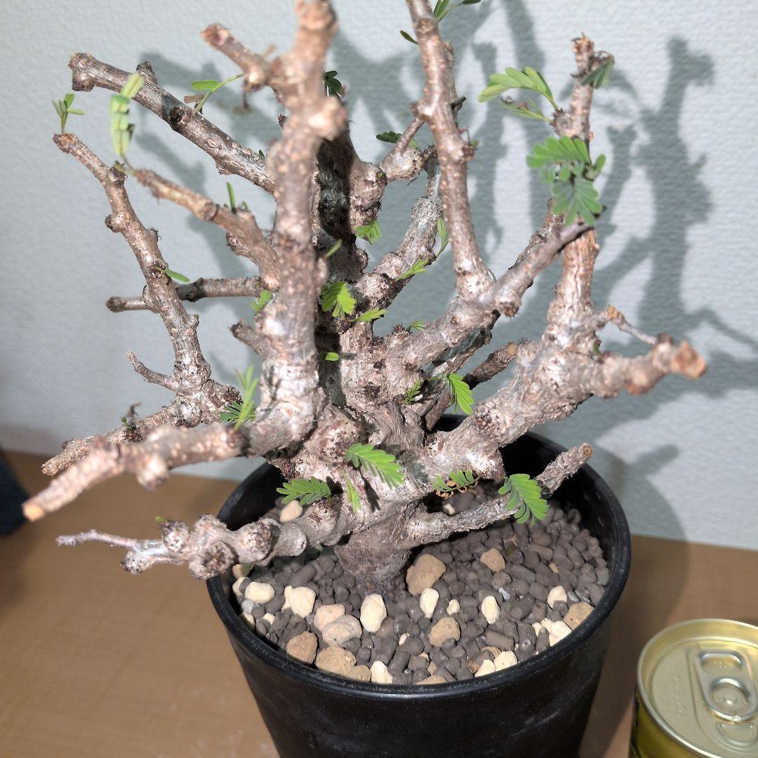 センナ　メリディオナリス　実生株 （鉢付き)