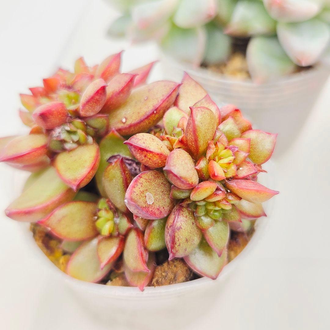 ㉖大きめ苗! 青鬼❣️ちょこん❣️祭囃子❣️おらいさん発根済 6苗メルカリ送料込