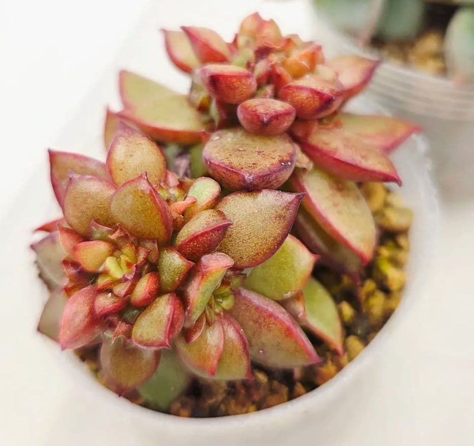 ㉖大きめ苗! 青鬼❣️ちょこん❣️祭囃子❣️おらいさん発根済 6苗メルカリ送料込