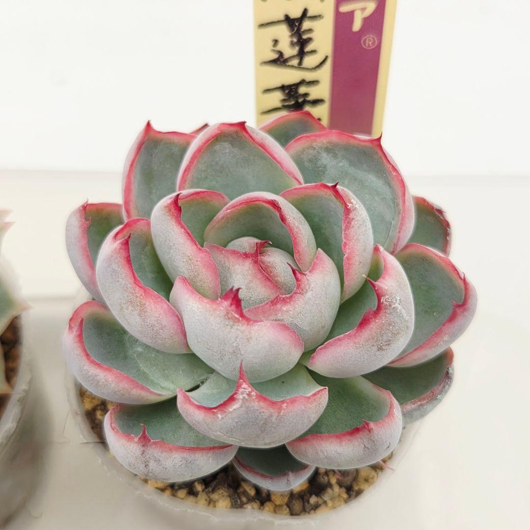 ㉖大きめ苗! 青鬼❣️ちょこん❣️祭囃子❣️おらいさん発根済 6苗メルカリ送料込