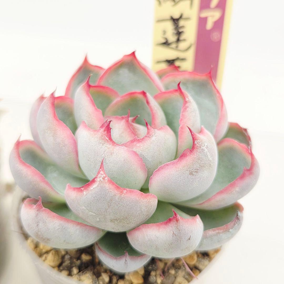 ㉖大きめ苗! 青鬼❣️ちょこん❣️祭囃子❣️おらいさん発根済 6苗メルカリ送料込