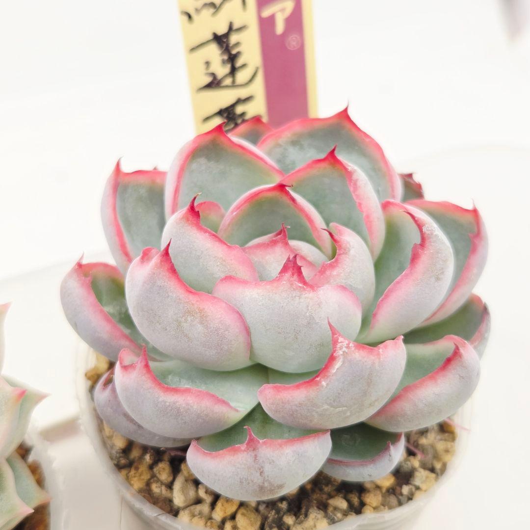 ㉖大きめ苗! 青鬼❣️ちょこん❣️祭囃子❣️おらいさん発根済 6苗メルカリ送料込