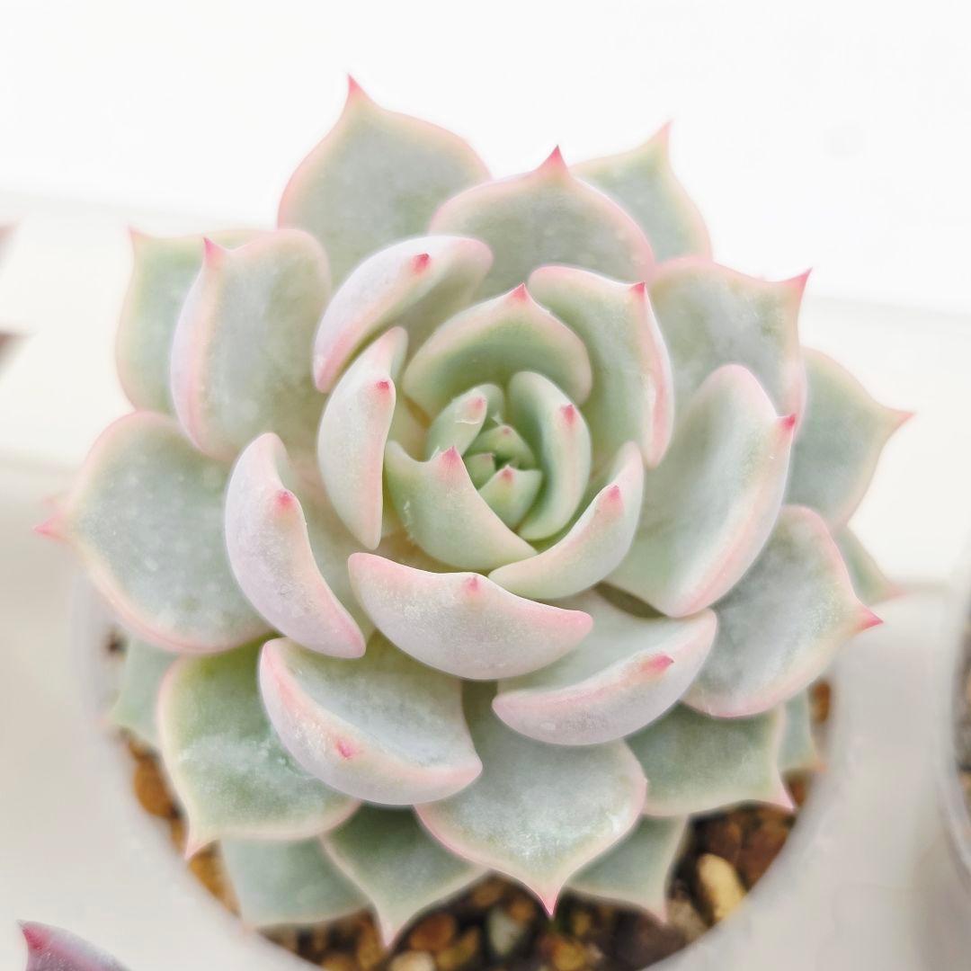 ㉖大きめ苗! 青鬼❣️ちょこん❣️祭囃子❣️おらいさん発根済 6苗メルカリ送料込