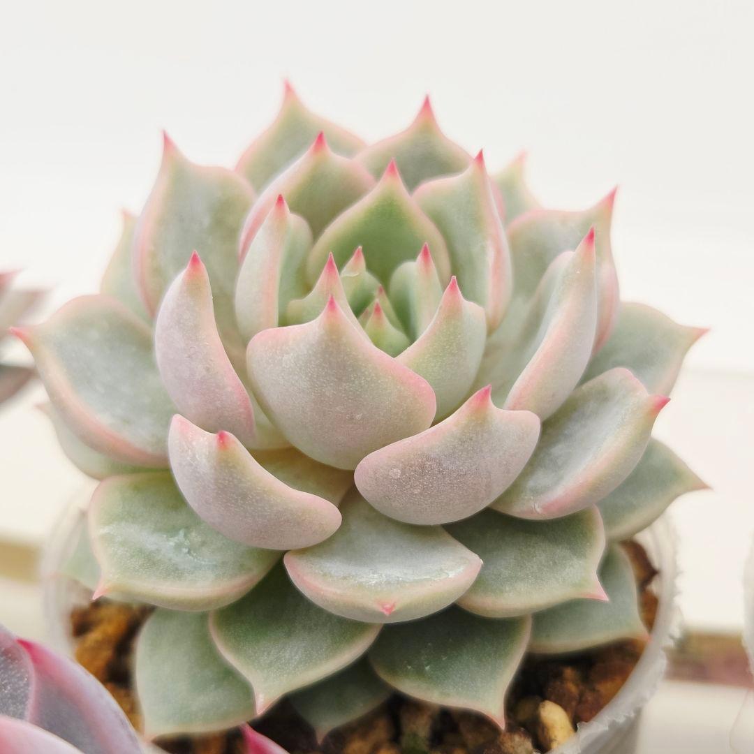 ㉖大きめ苗! 青鬼❣️ちょこん❣️祭囃子❣️おらいさん発根済 6苗メルカリ送料込