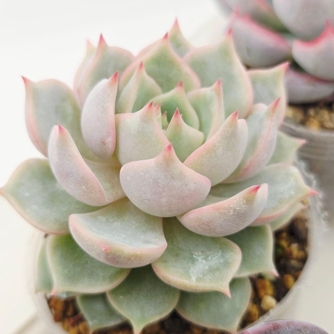 ㉖大きめ苗! 青鬼❣️ちょこん❣️祭囃子❣️おらいさん発根済 6苗メルカリ送料込