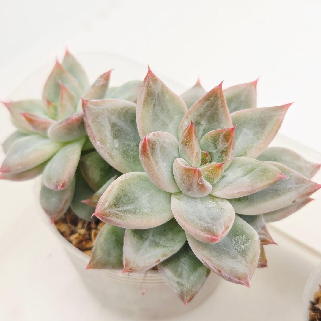 ㉖大きめ苗! 青鬼❣️ちょこん❣️祭囃子❣️おらいさん発根済 6苗メルカリ送料込