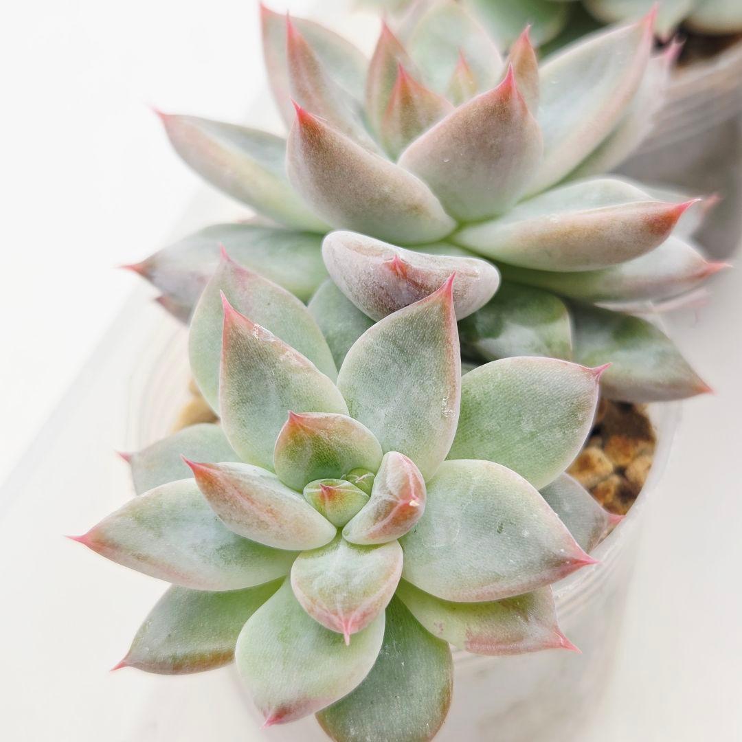 ㉖大きめ苗! 青鬼❣️ちょこん❣️祭囃子❣️おらいさん発根済 6苗メルカリ送料込