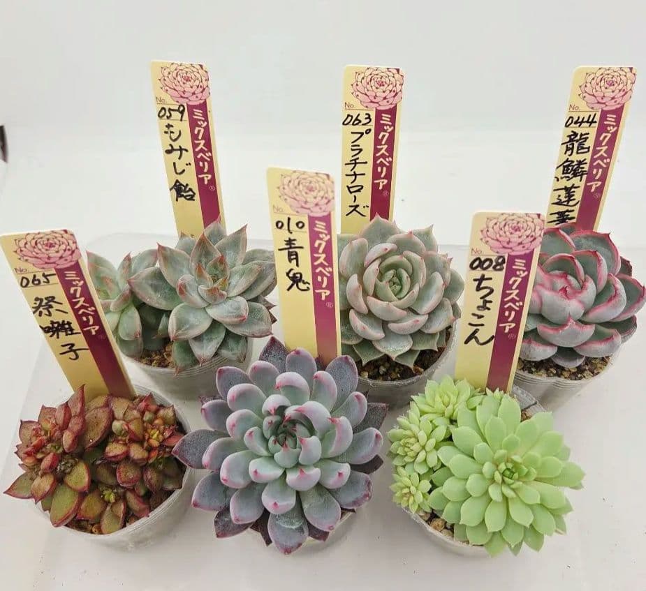 ㉖大きめ苗! 青鬼❣️ちょこん❣️祭囃子❣️おらいさん発根済 6苗メルカリ送料込