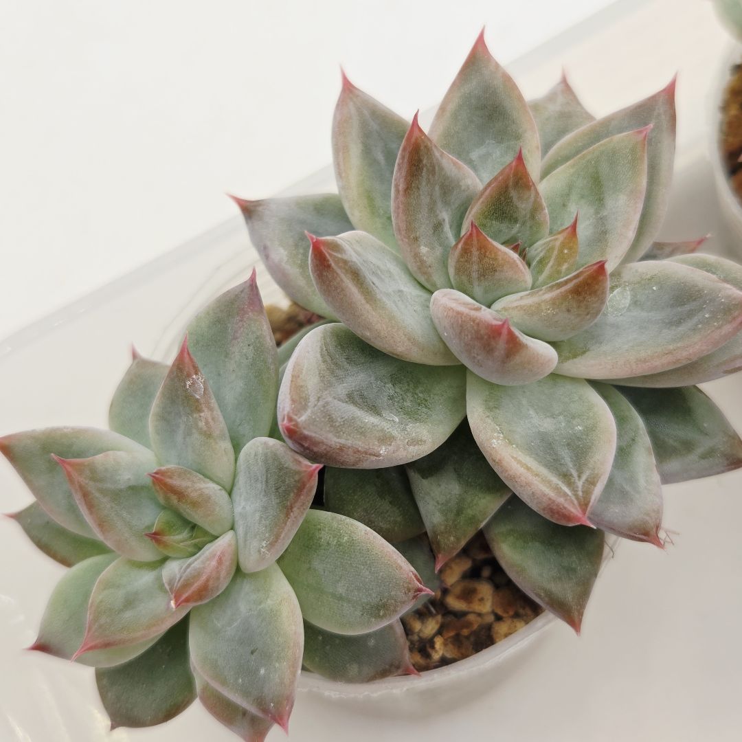 ㉖大きめ苗! 青鬼❣️ちょこん❣️祭囃子❣️おらいさん発根済 6苗メルカリ送料込