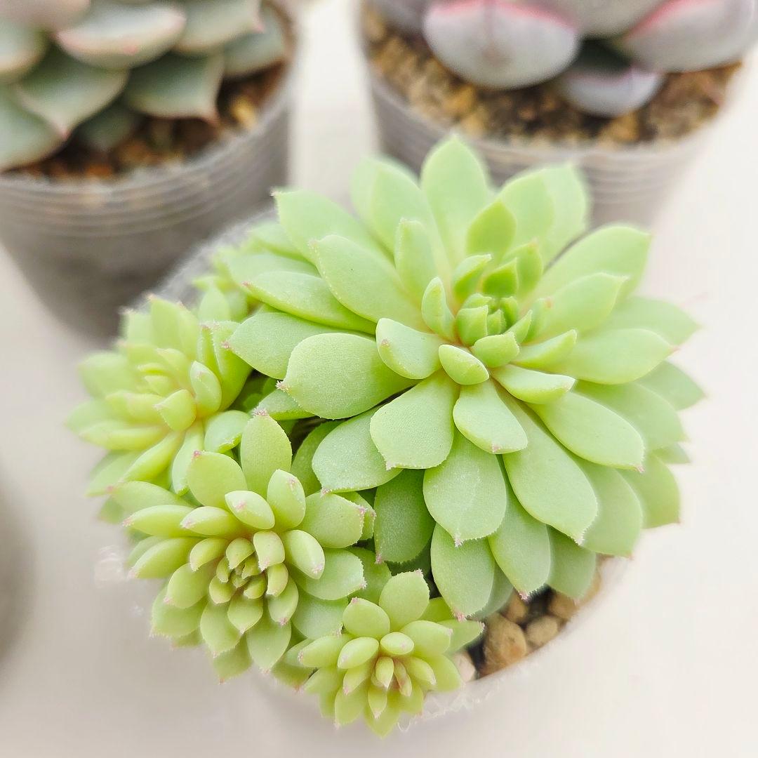 ㉖大きめ苗! 青鬼❣️ちょこん❣️祭囃子❣️おらいさん発根済 6苗メルカリ送料込