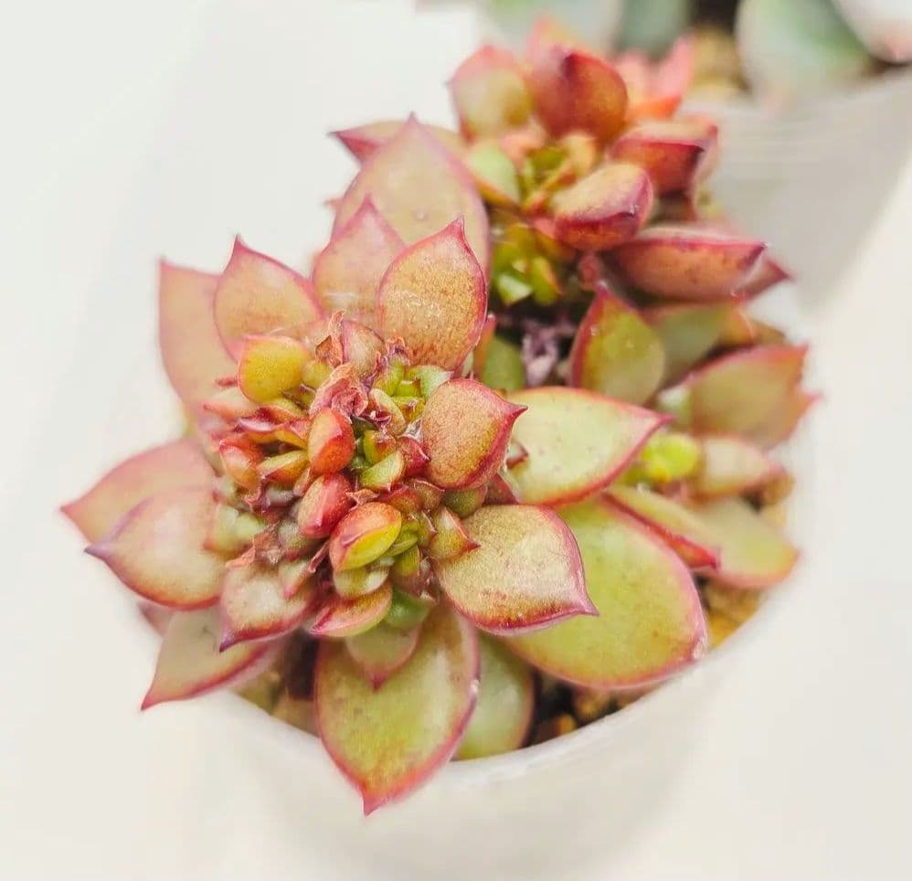 ㉖大きめ苗! 青鬼❣️ちょこん❣️祭囃子❣️おらいさん発根済 6苗メルカリ送料込